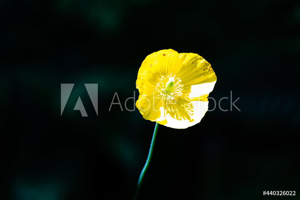 Photography by L Tyrrell