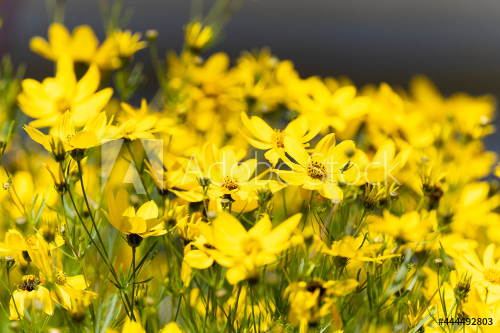 Photography by L Tyrrell