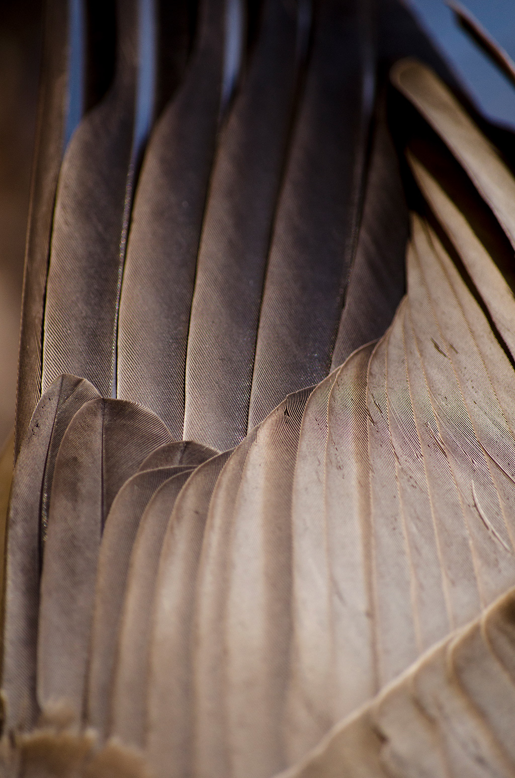Photography by L Tyrrell