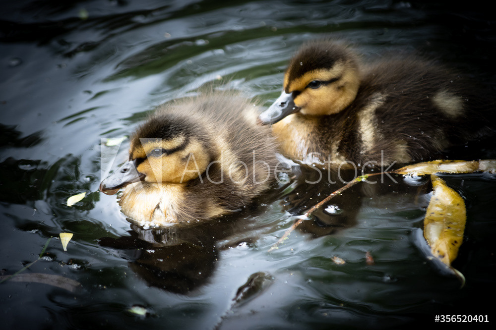 Photography by L Tyrrell