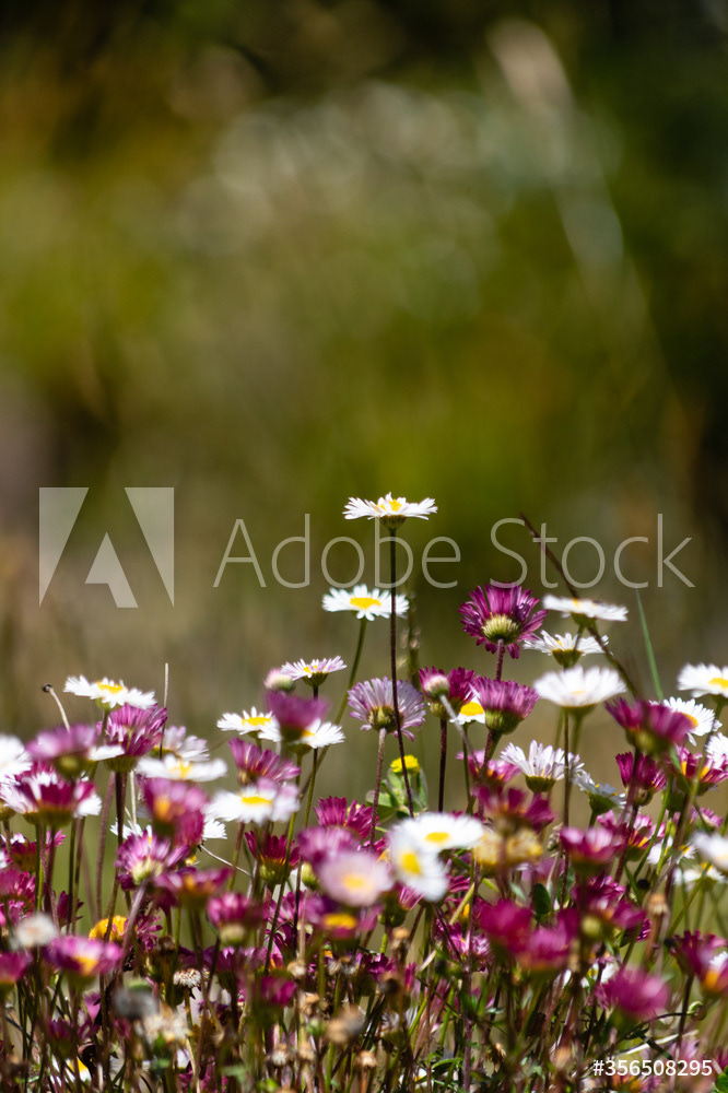 Photography by L Tyrrell