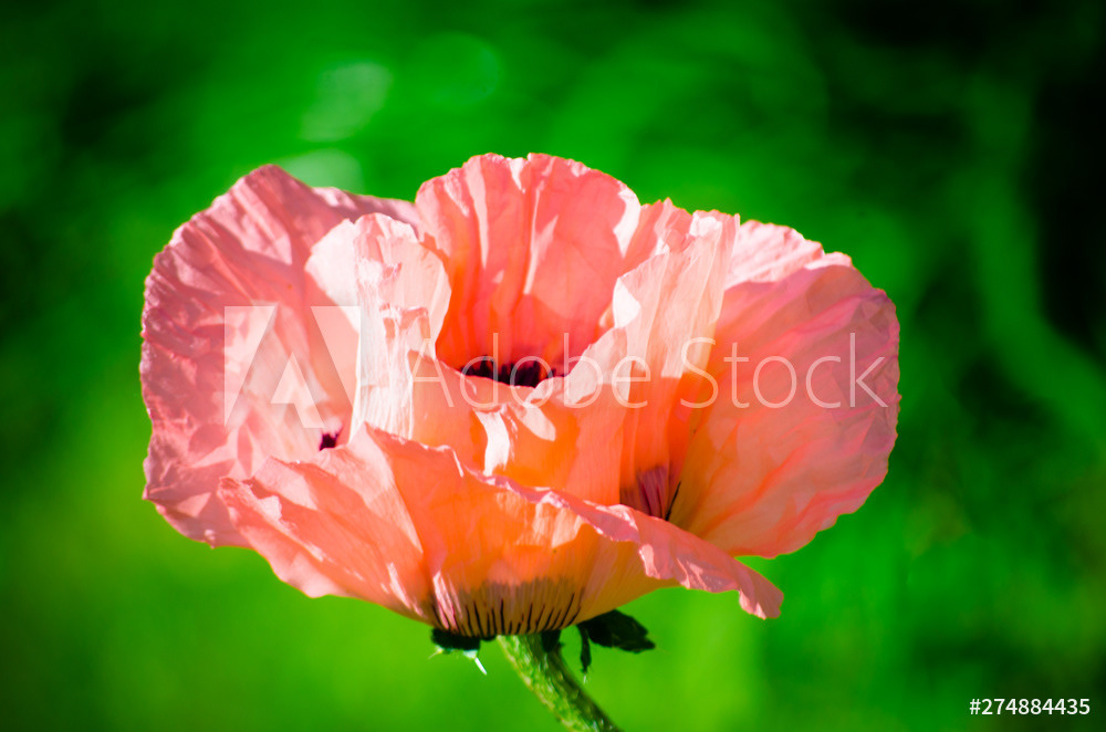 Photography by L Tyrrell