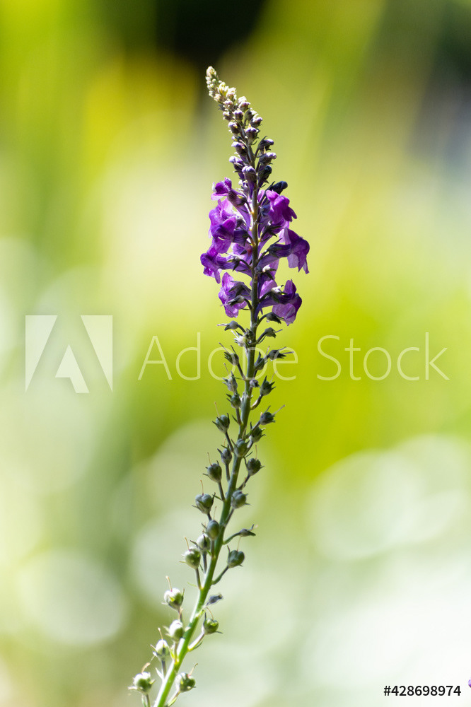 Photography by L Tyrrell