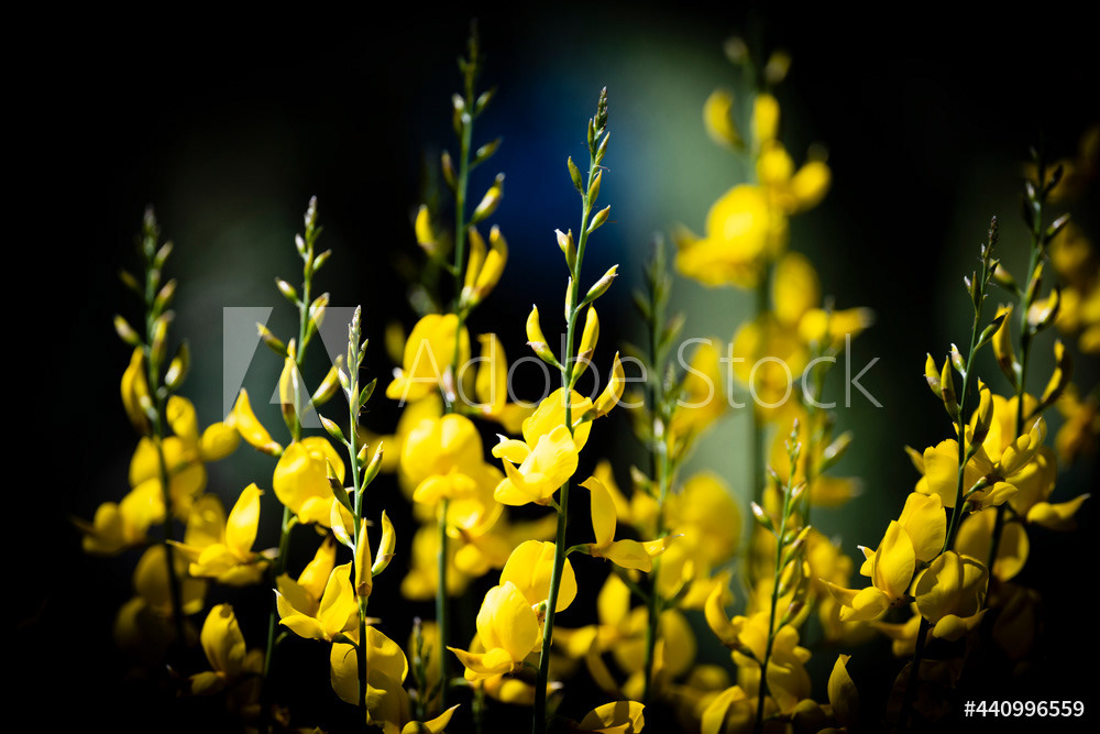 Photography by L Tyrrell