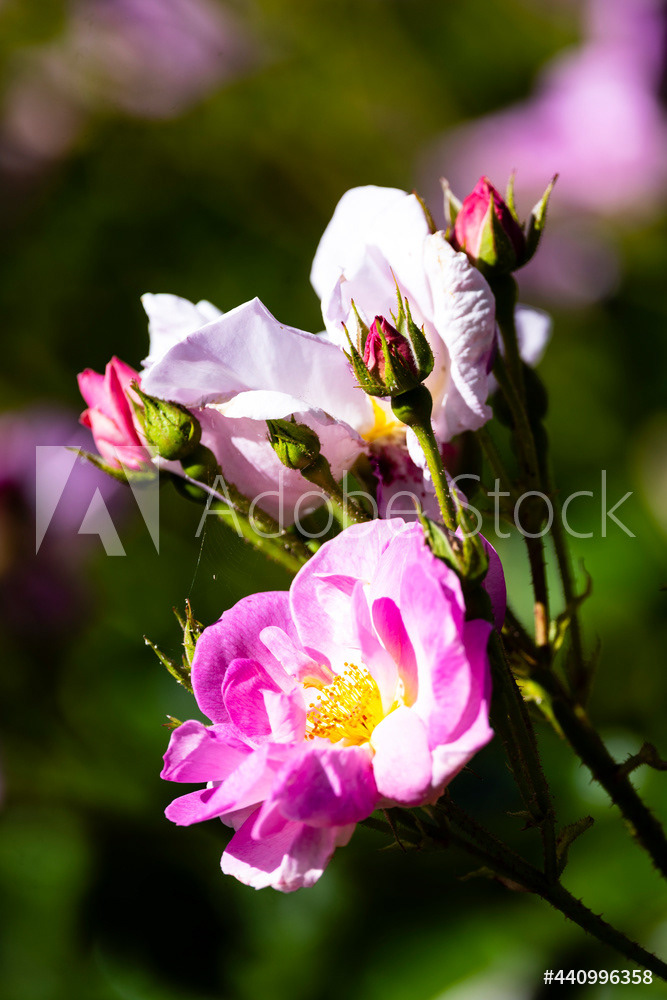 Photography by L Tyrrell