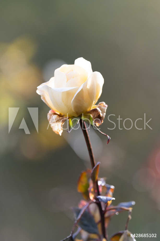 Photography by L Tyrrell