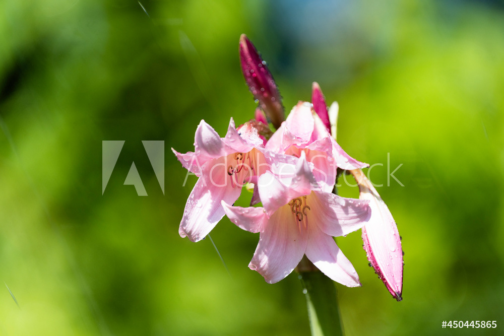 Photography by L Tyrrell