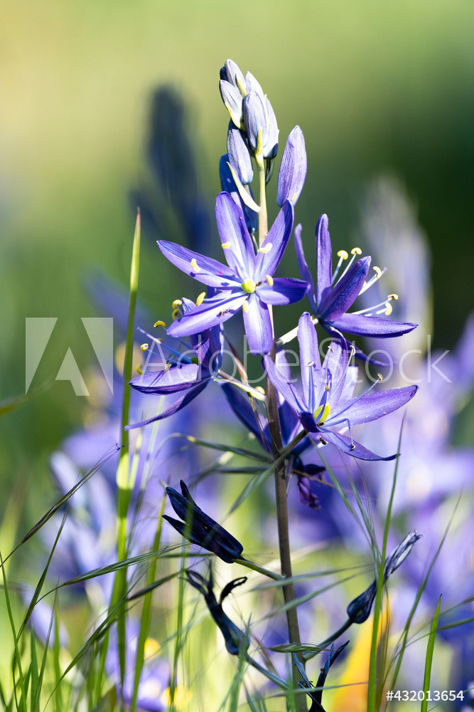 Photography by L Tyrrell