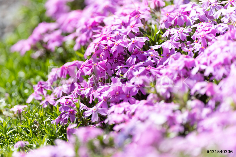 Photography by L Tyrrell