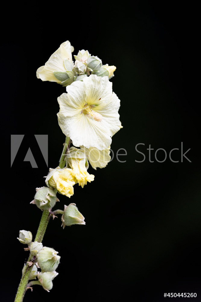 Photography by L Tyrrell