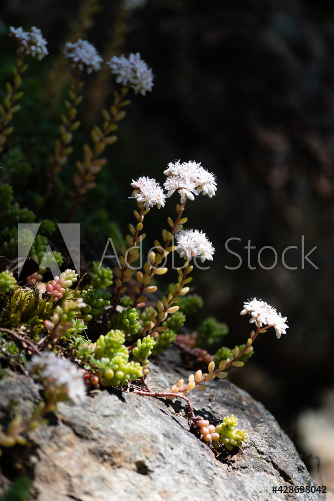 Photography by L Tyrrell