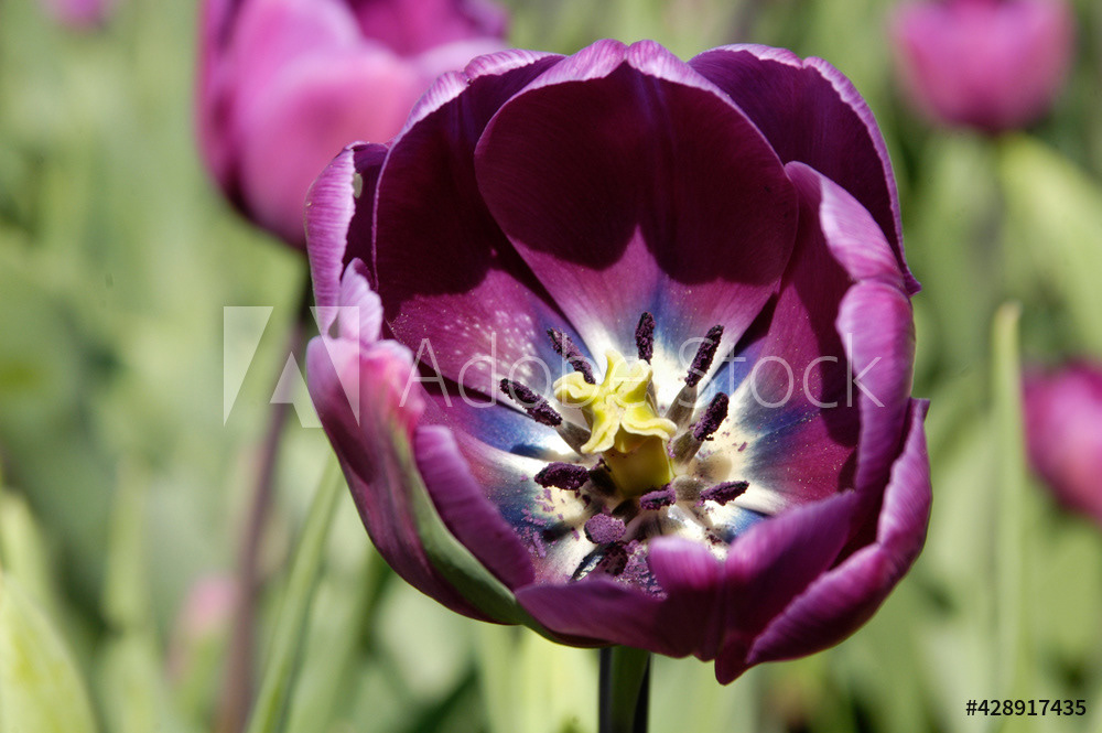 Photography by L Tyrrell