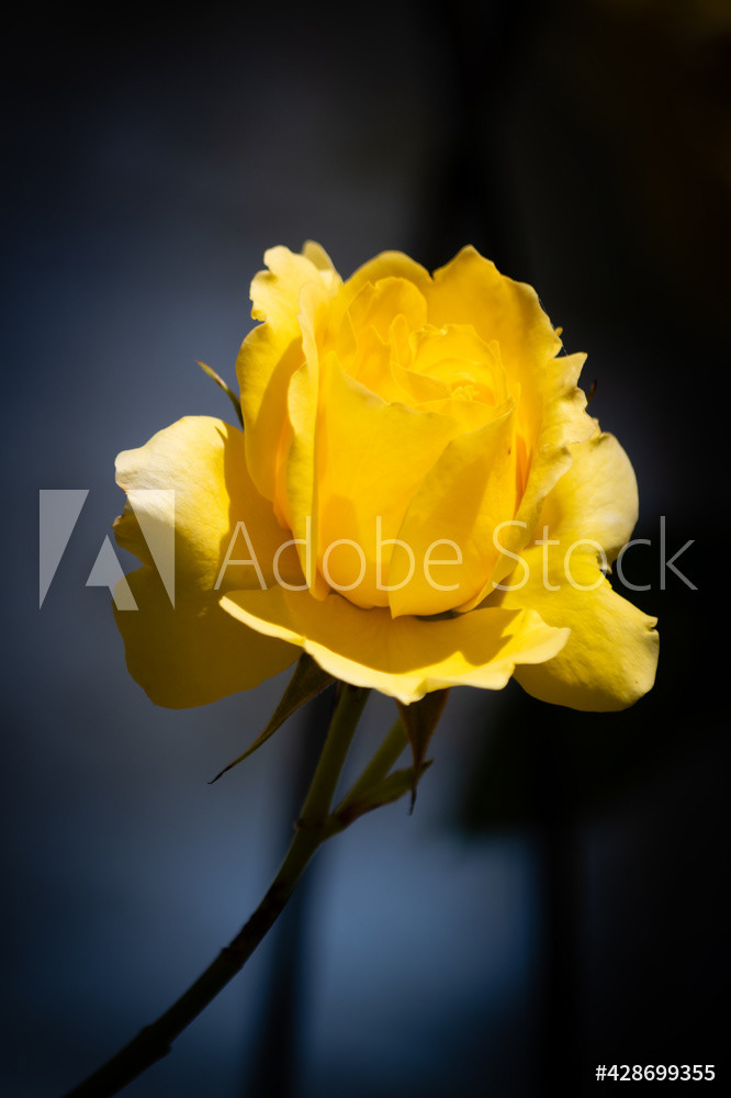 Photography by L Tyrrell