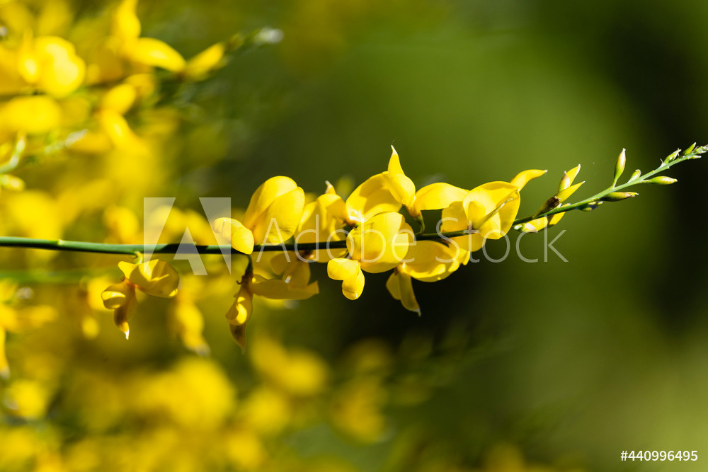 Photography by L Tyrrell