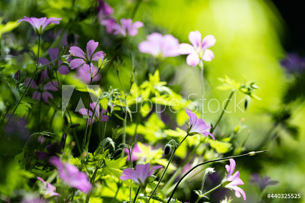 Photography by L Tyrrell