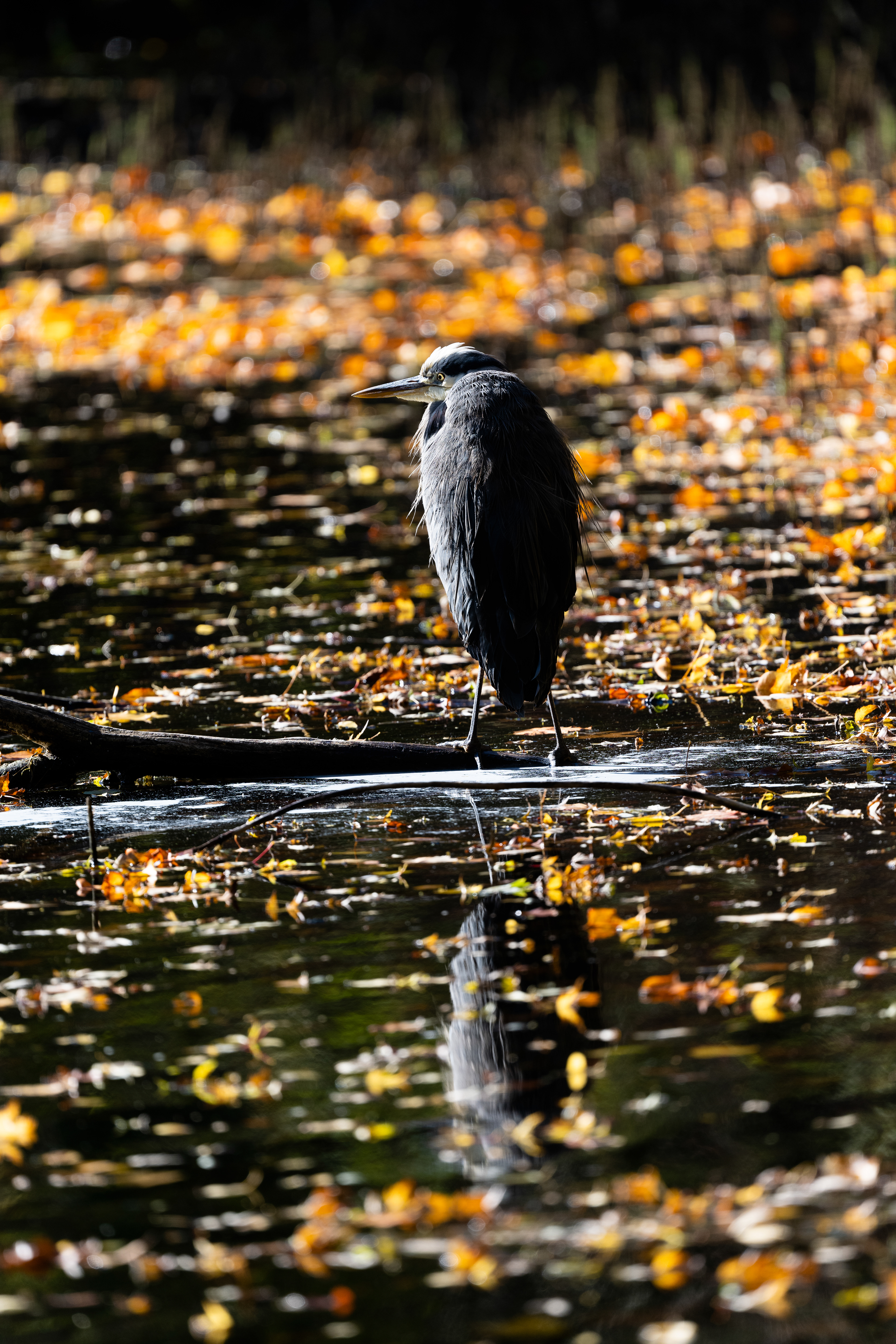 Photography by L Tyrrell