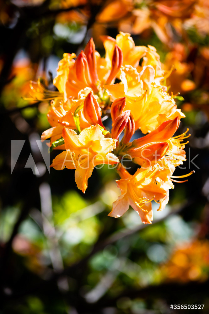 Photography by L Tyrrell