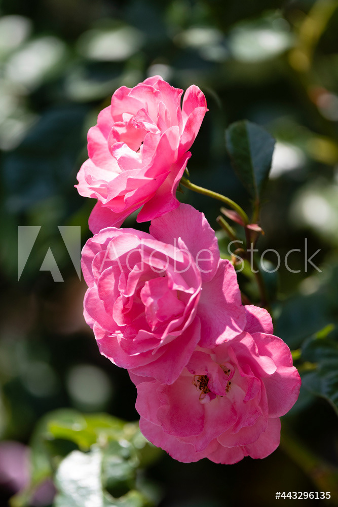 Photography by L Tyrrell