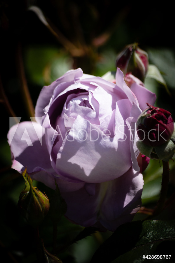 Photography by L Tyrrell