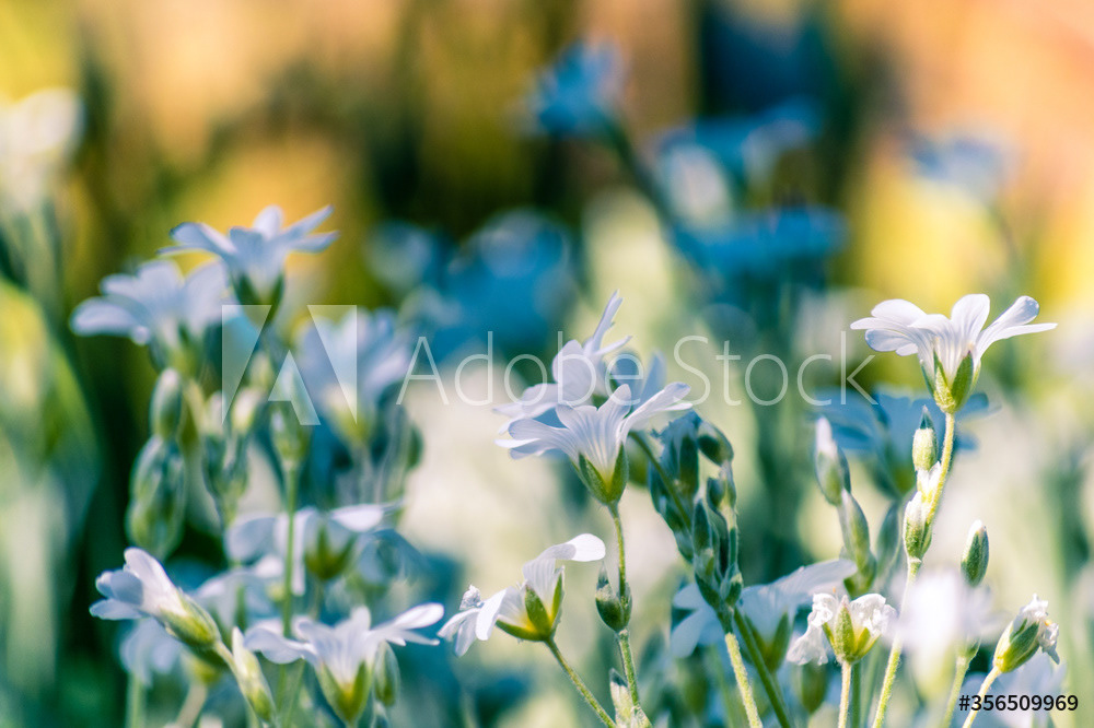 Photography by L Tyrrell