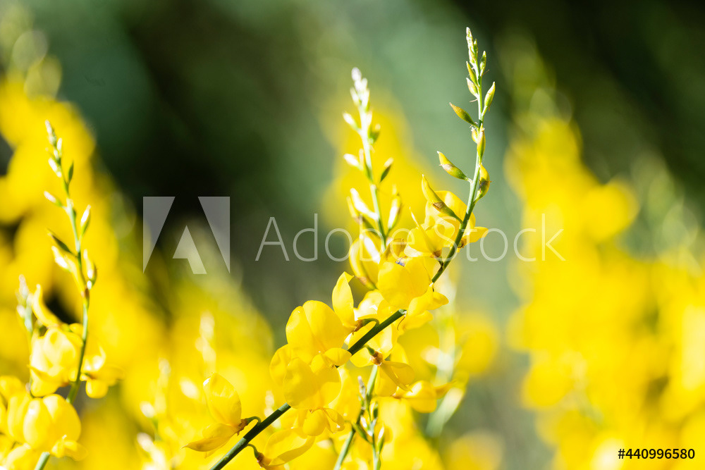 Photography by L Tyrrell