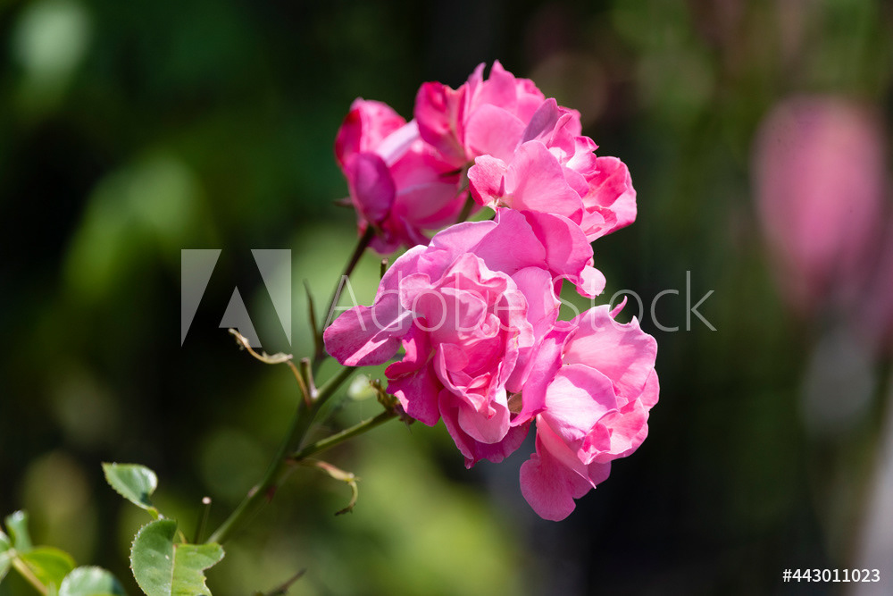 Photography by L Tyrrell