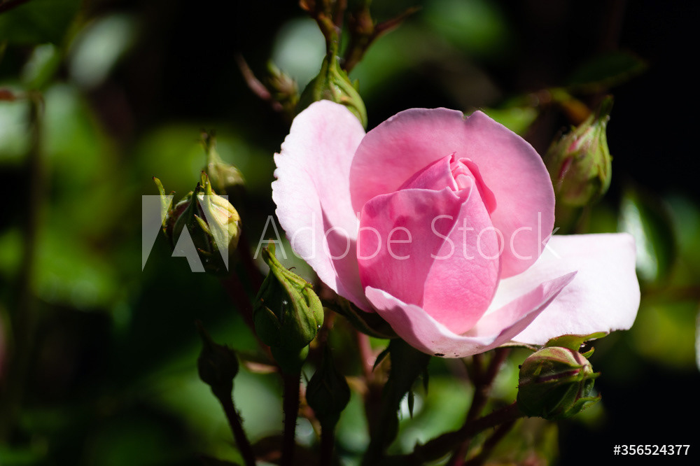 Photography by L Tyrrell