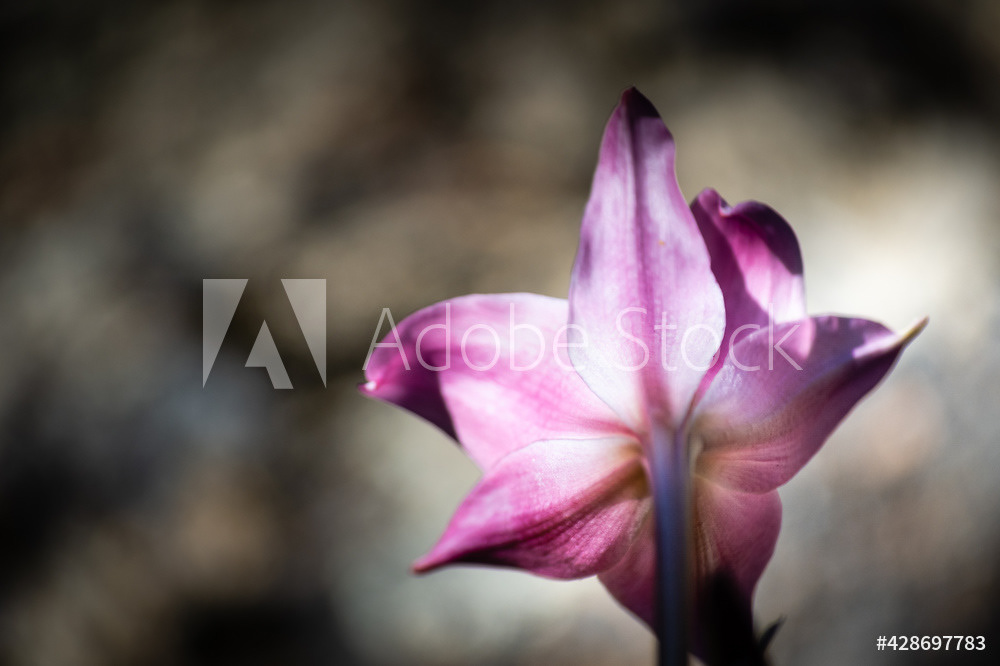 Photography by L Tyrrell