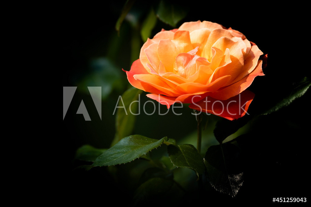 Photography by L Tyrrell