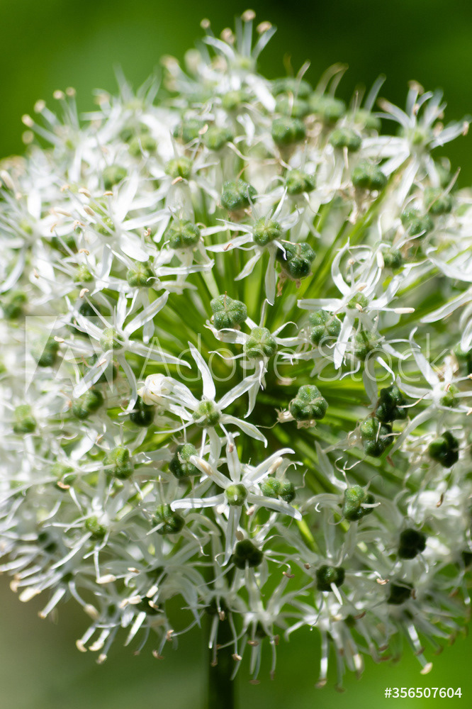 Photography by L Tyrrell