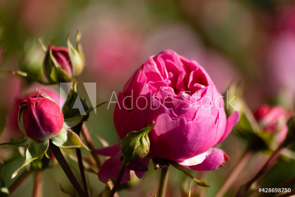 Photography by L Tyrrell