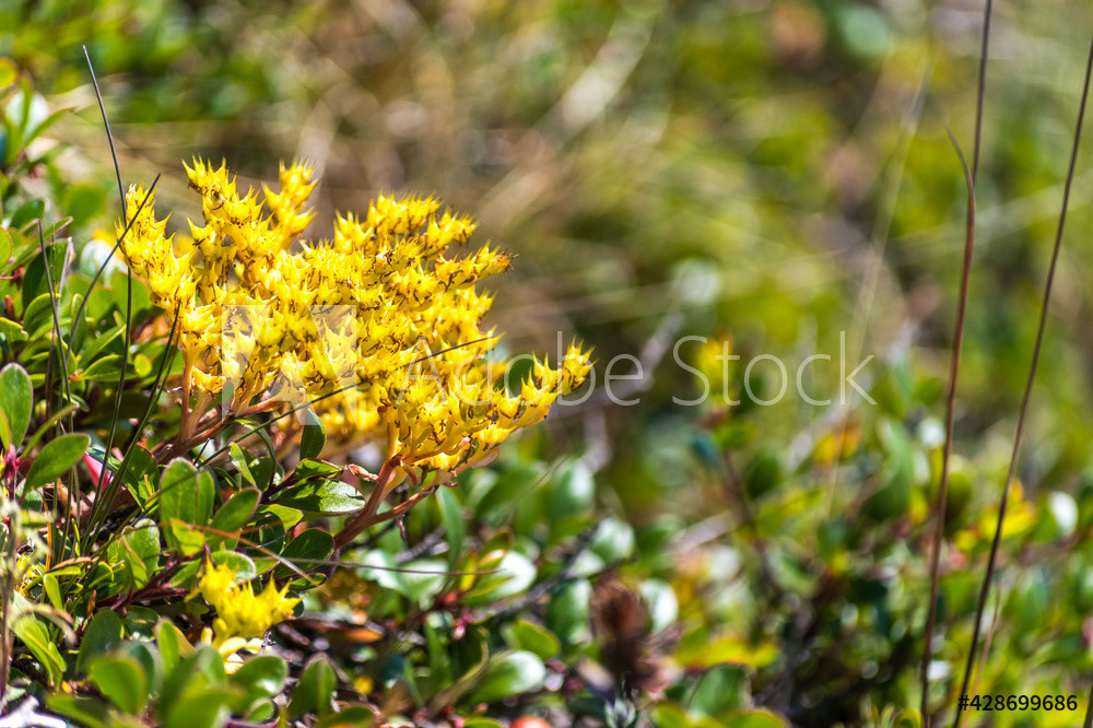 Photography by L Tyrrell