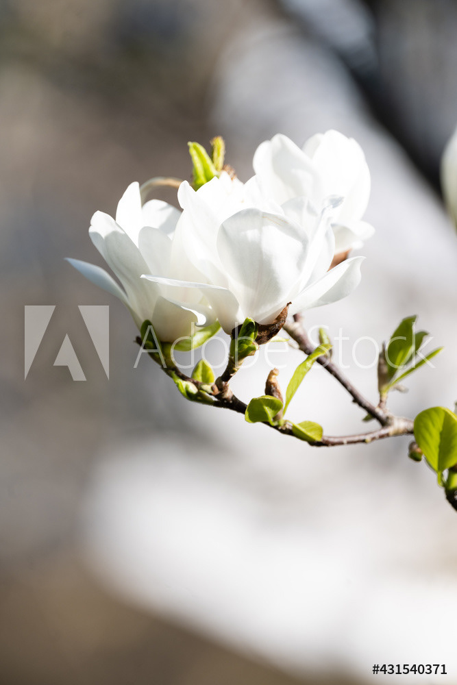 Photography by L Tyrrell