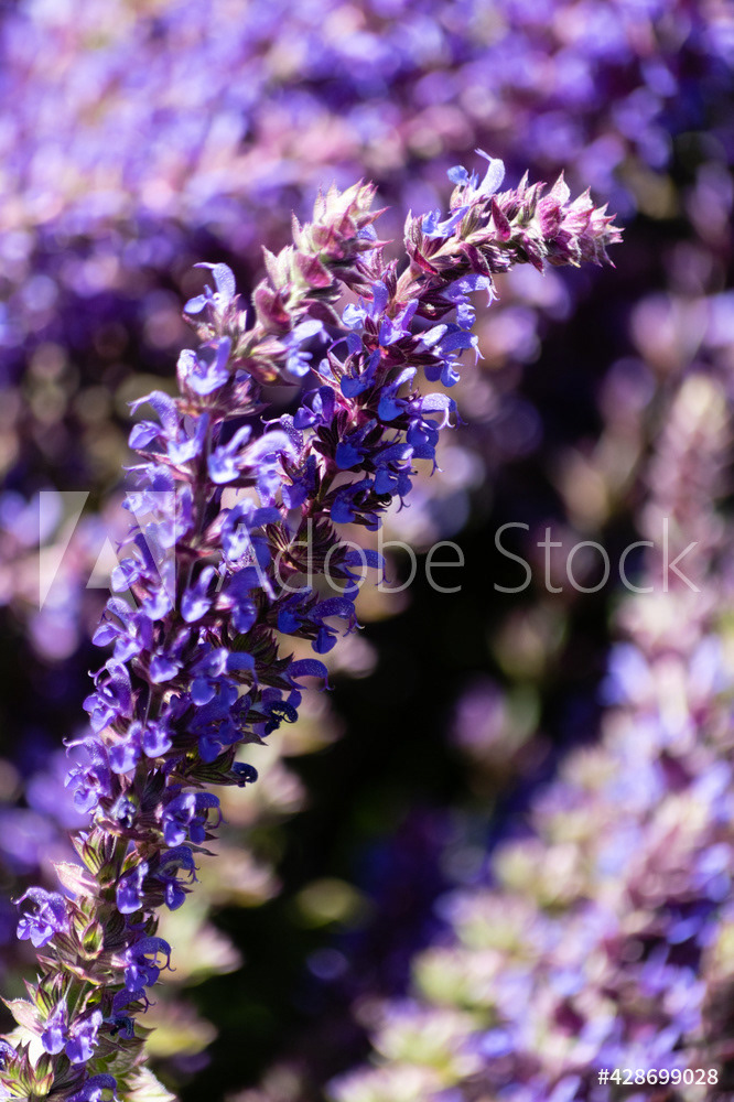 Photography by L Tyrrell