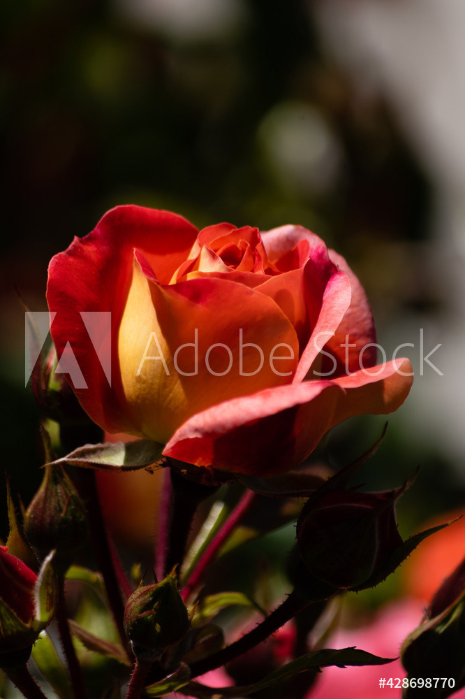 Photography by L Tyrrell