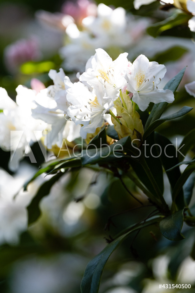 Photography by L Tyrrell