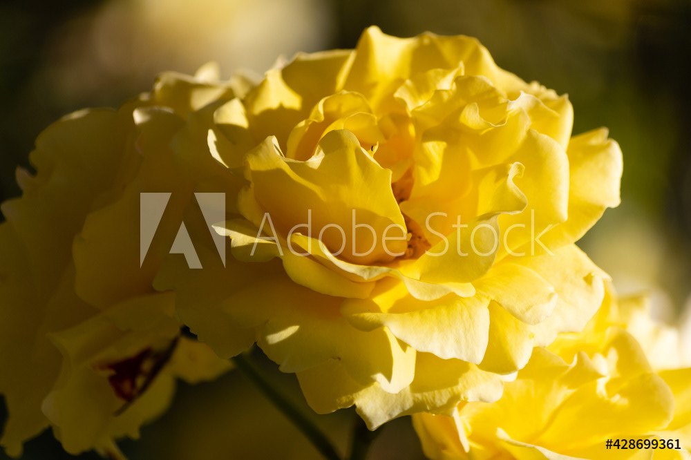 Photography by L Tyrrell