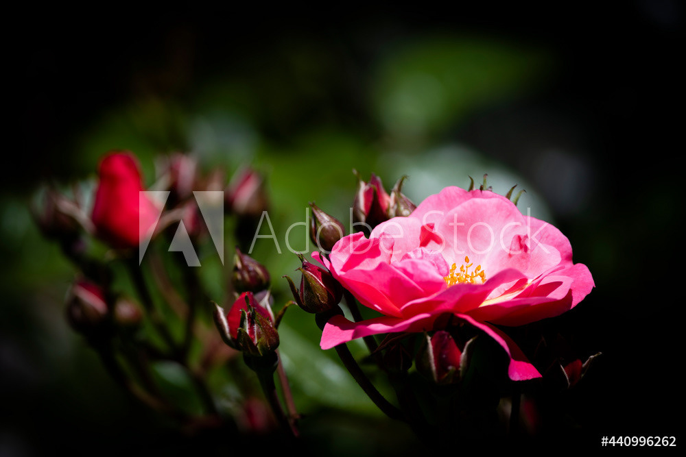 Photography by L Tyrrell