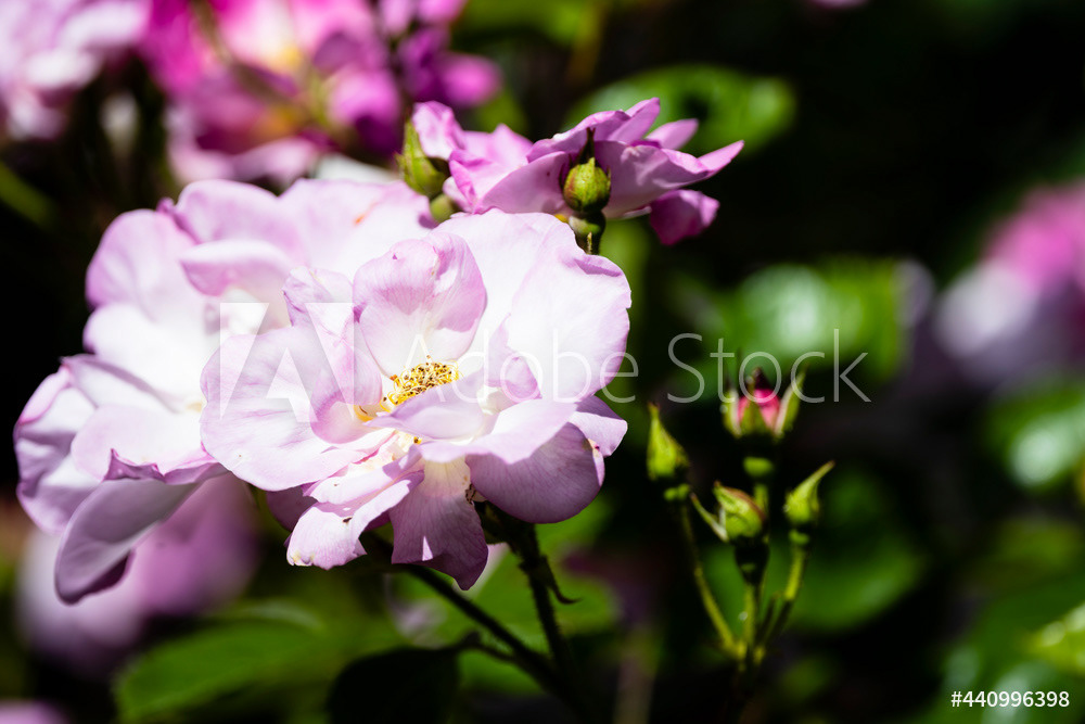 Photography by L Tyrrell