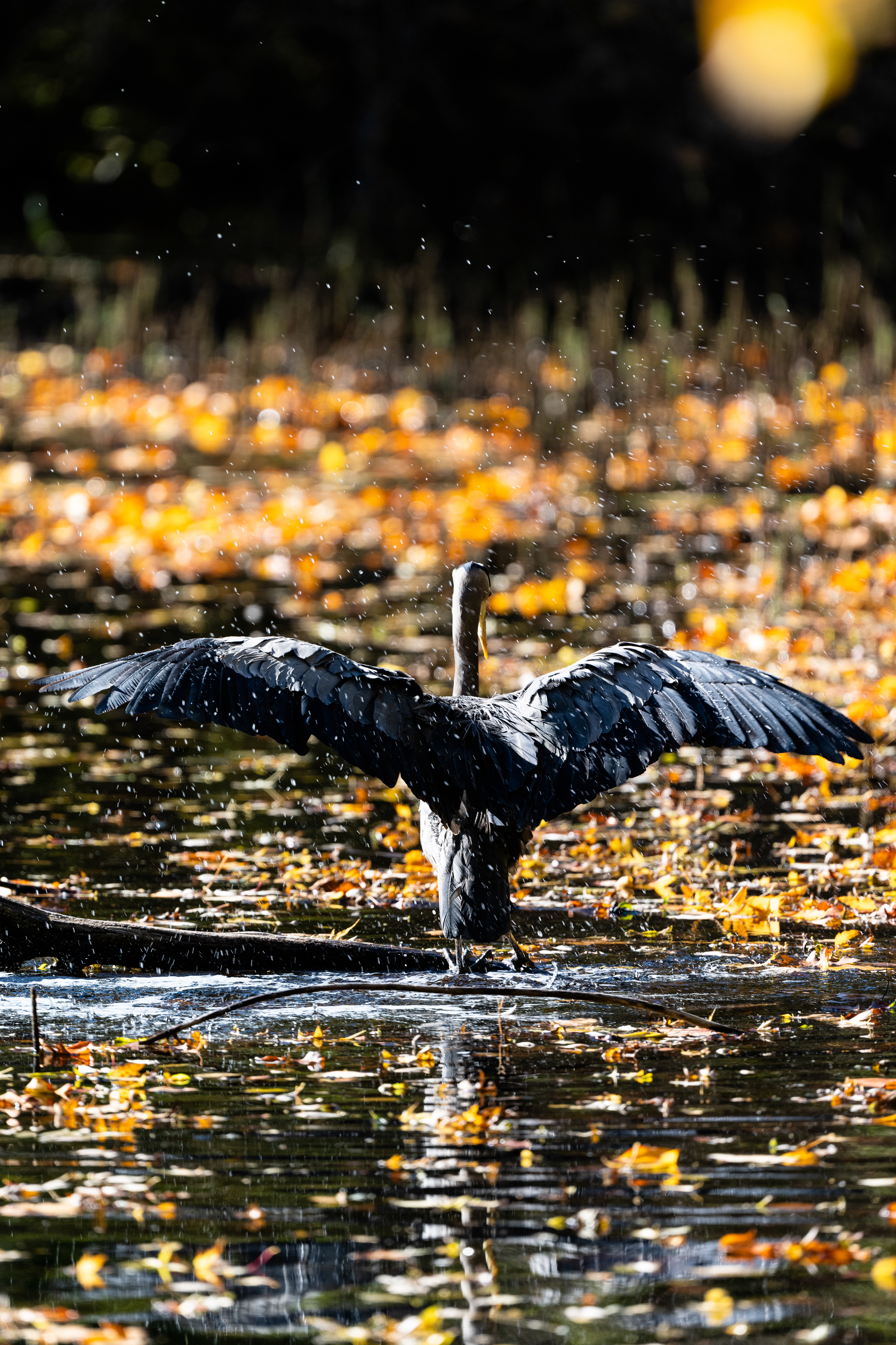 Photography by L Tyrrell