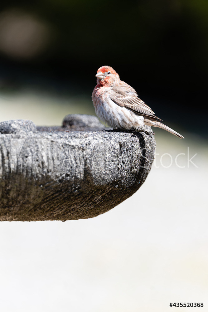 Photography by L Tyrrell