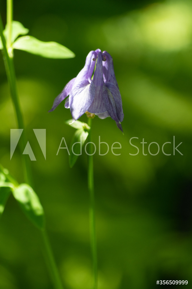 Photography by L Tyrrell