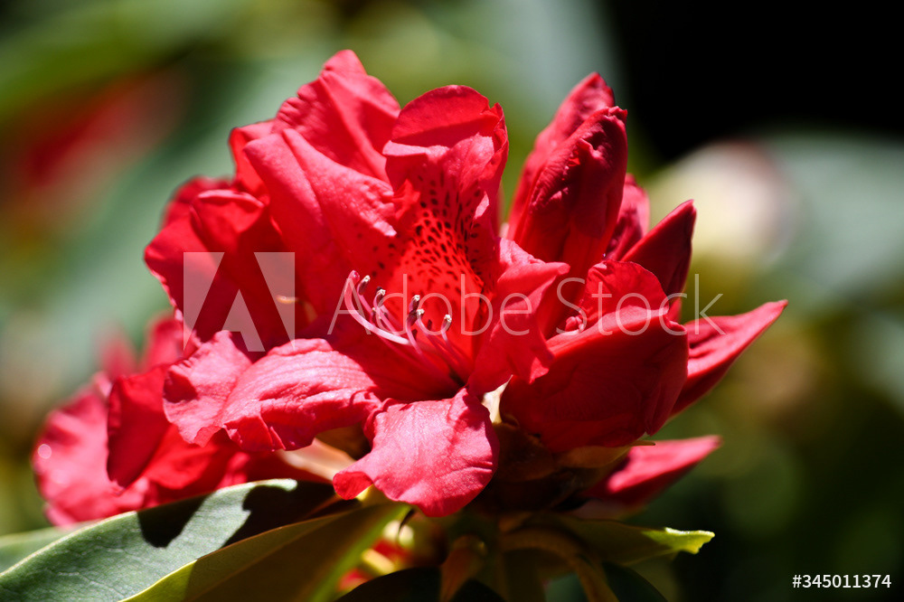 Photography by L Tyrrell