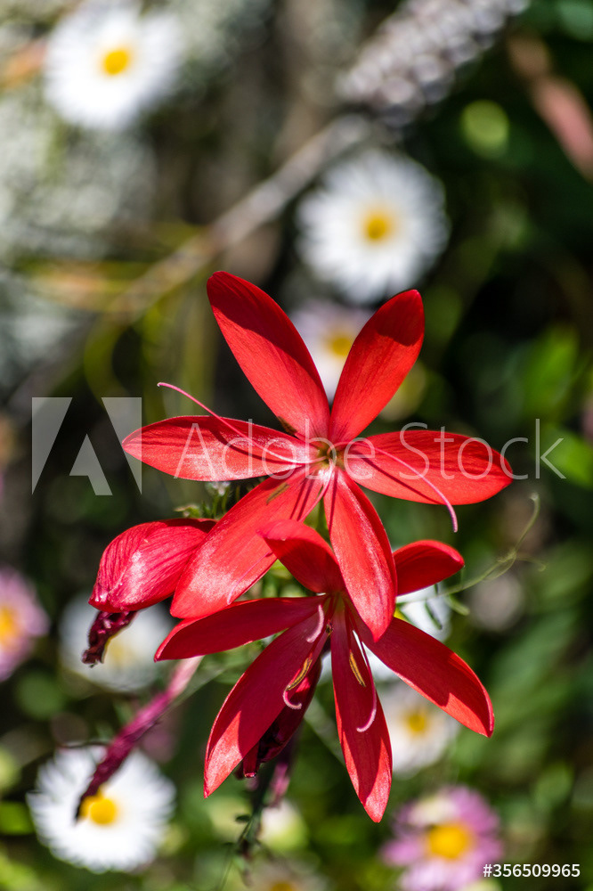 Photography by L Tyrrell