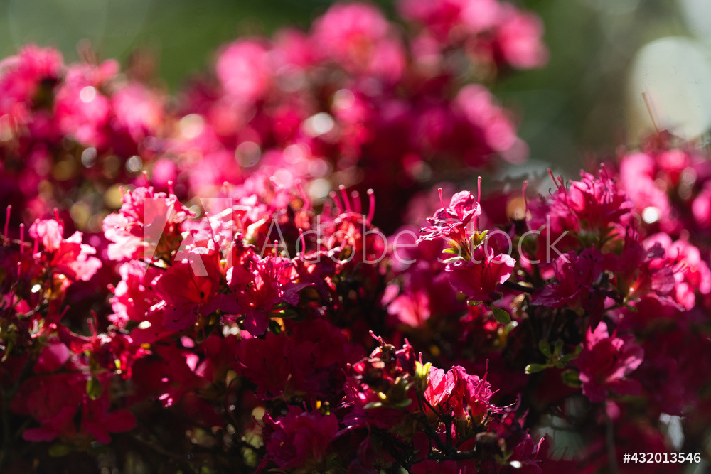 Photography by L Tyrrell