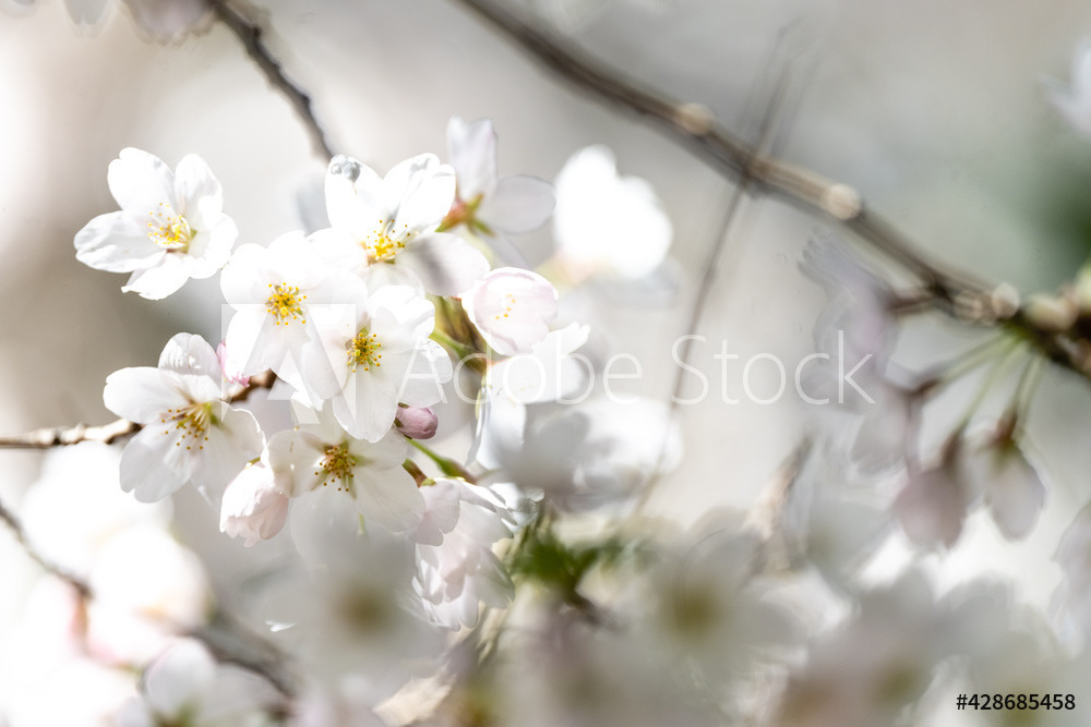 Photography by L Tyrrell