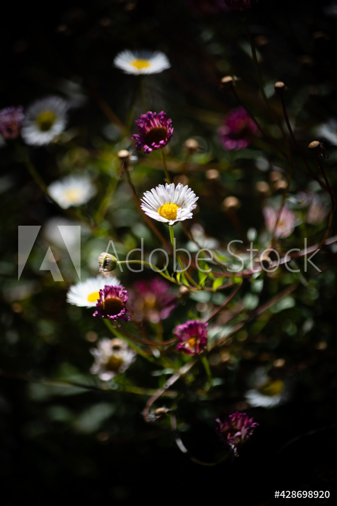 Photography by L Tyrrell