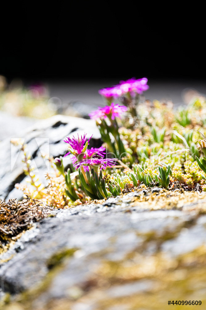 Photography by L Tyrrell