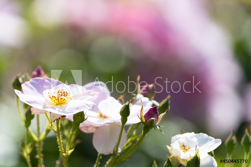 Photography by L Tyrrell