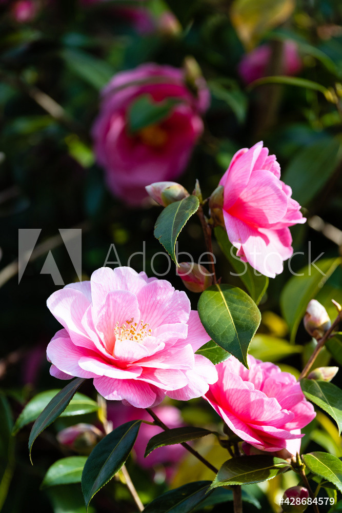 Photography by L Tyrrell